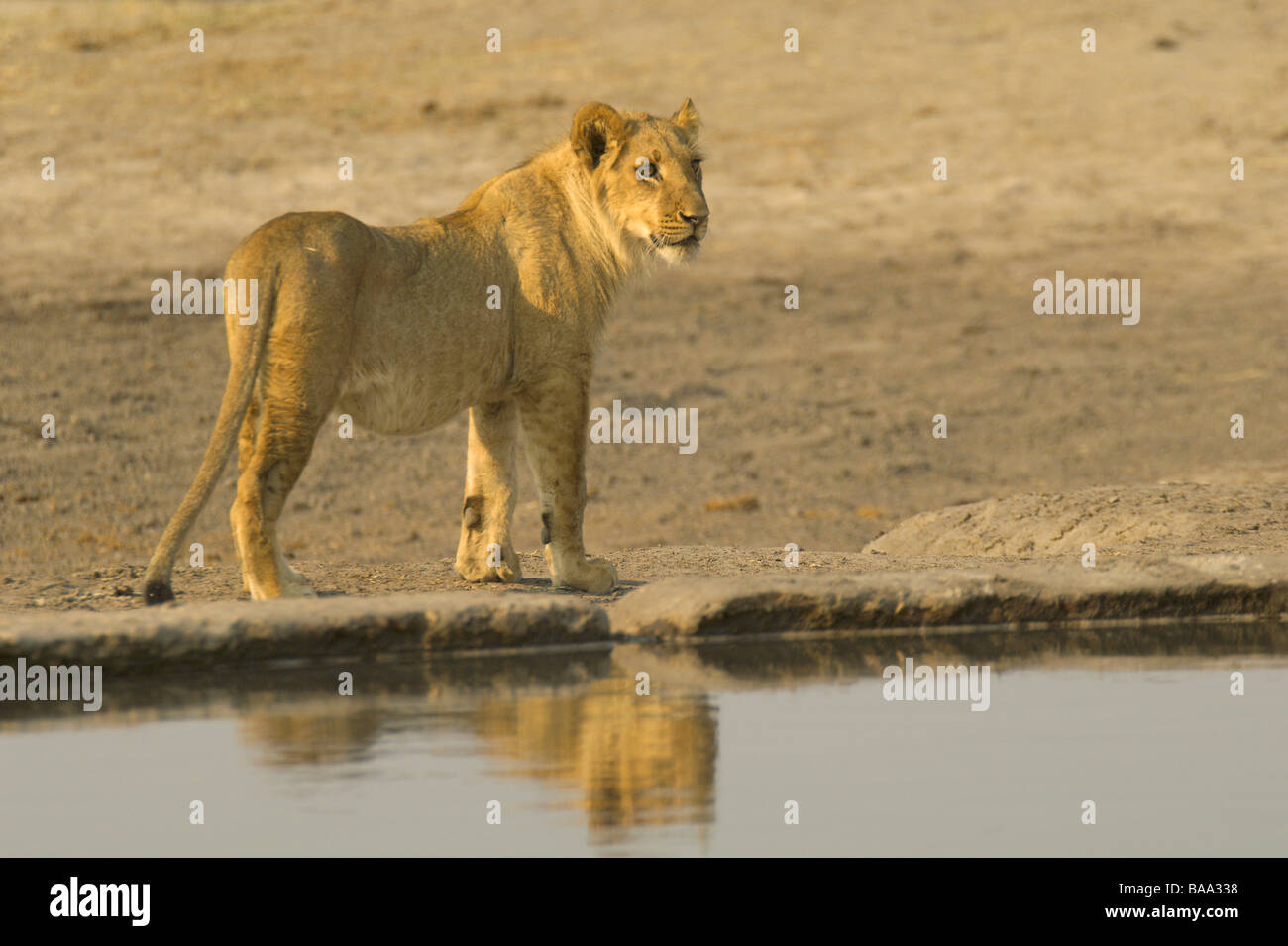 Lion Panthera leo lions pride of lions African lions African mammals ...
