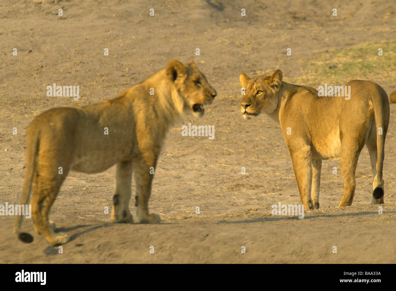 Lion Panthera leo lions pride of lions African lions African mammals ...