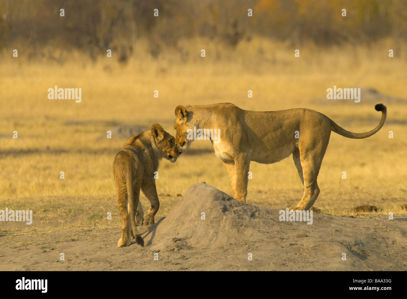 Lion Panthera leo lions pride of lions African lions African mammals ...