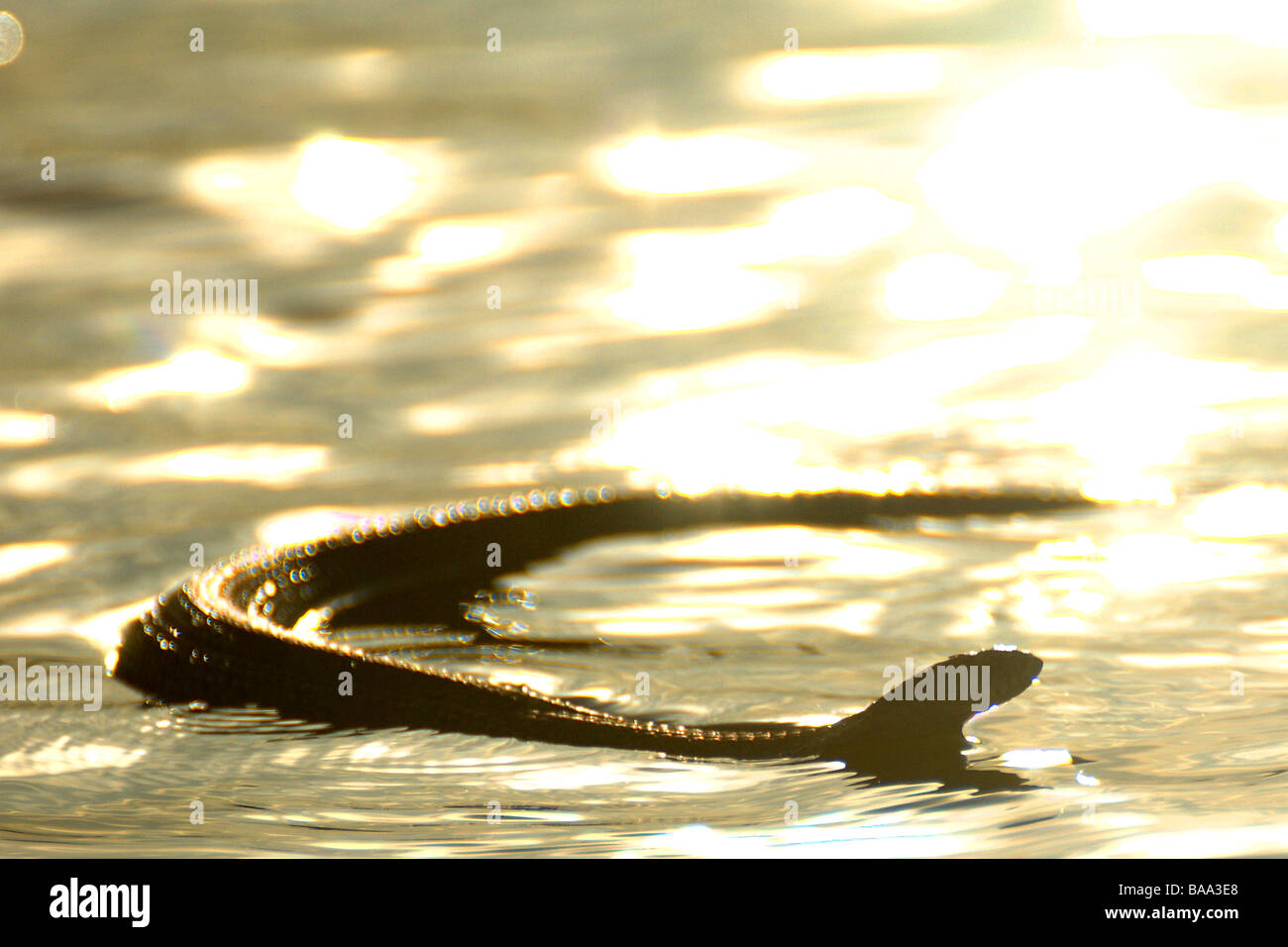 Caring for reptiles hires stock photography and images Alamy