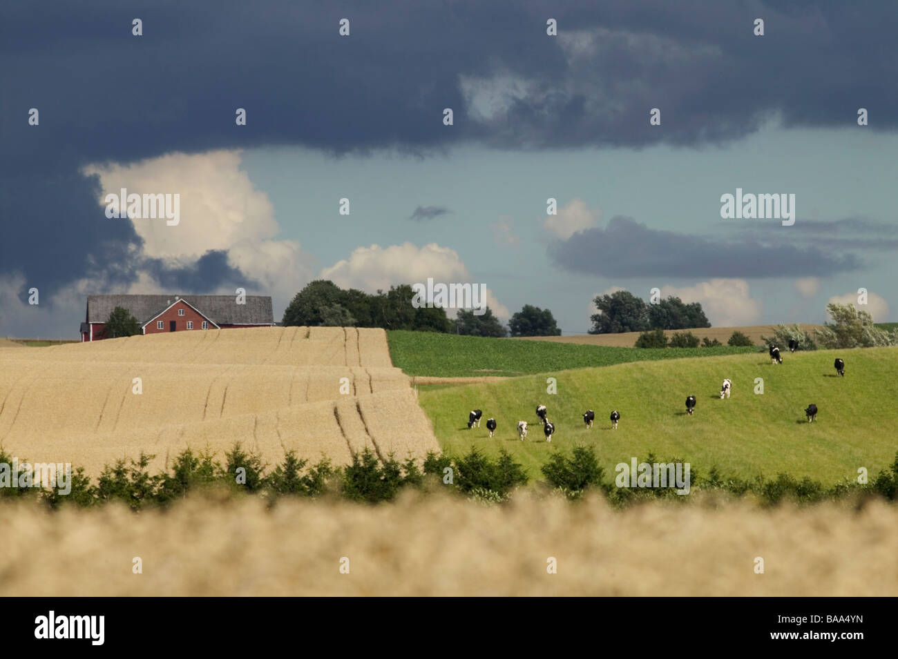 Cows on the Swedish countryside Bara Skane Sweden Stock Photo ...