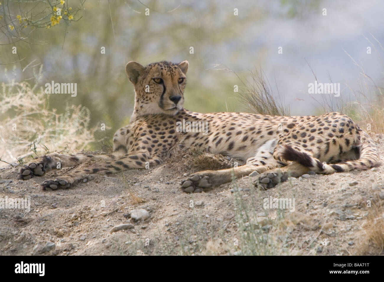 Cheetah resting Stock Photo