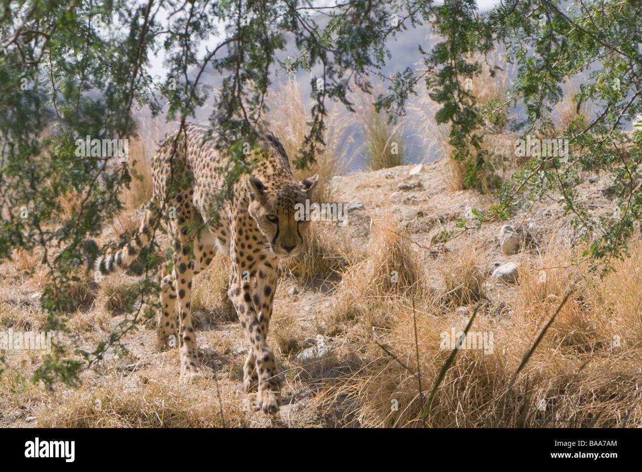 Cheetah descending into ravine Stock Photo