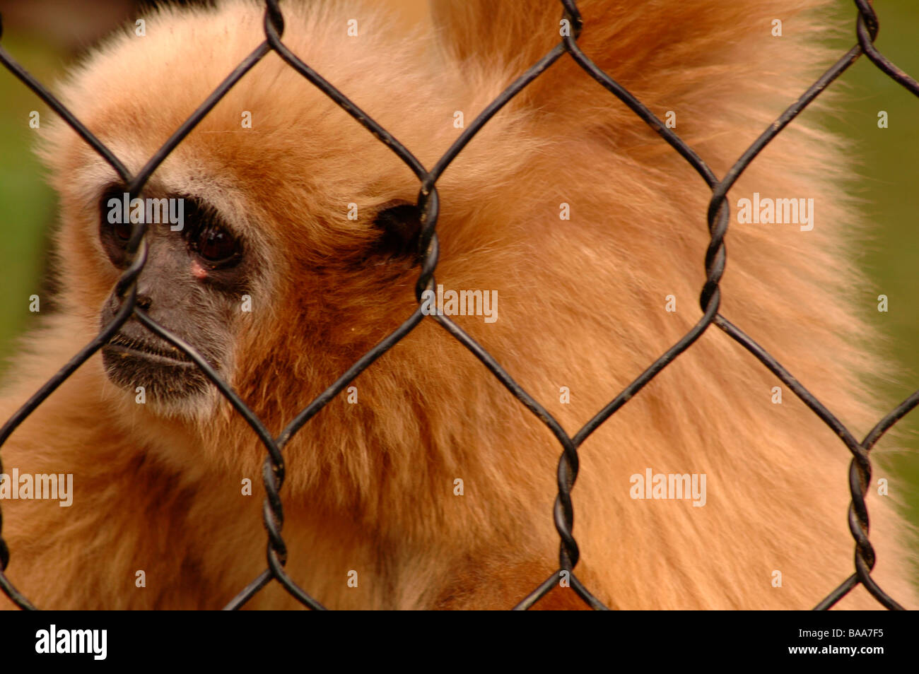 a sad monkey in a zoo Stock Photo