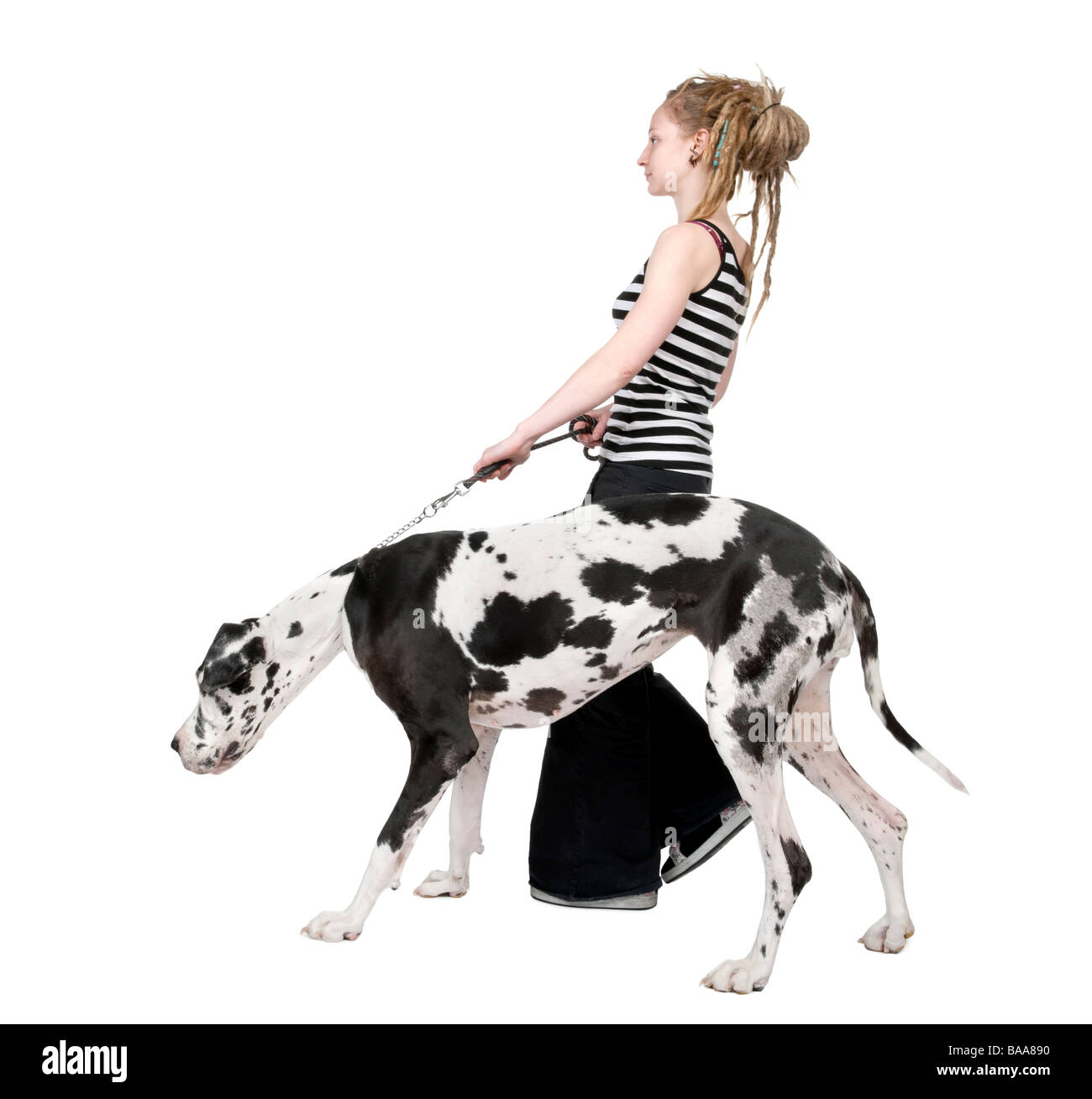 young girl walking her dog Great dane 4 years harlequin Great Dane in front of a white background Stock Photo