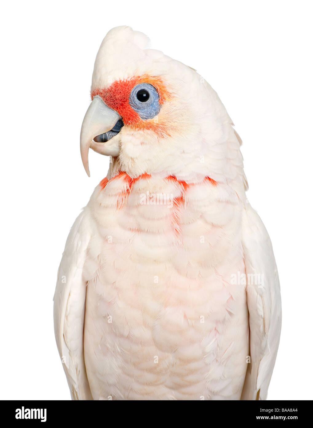 Long billed Corella Cacatua tenuirostris in front of a white background He look Similar in appearance to the Little Corella and Stock Photo