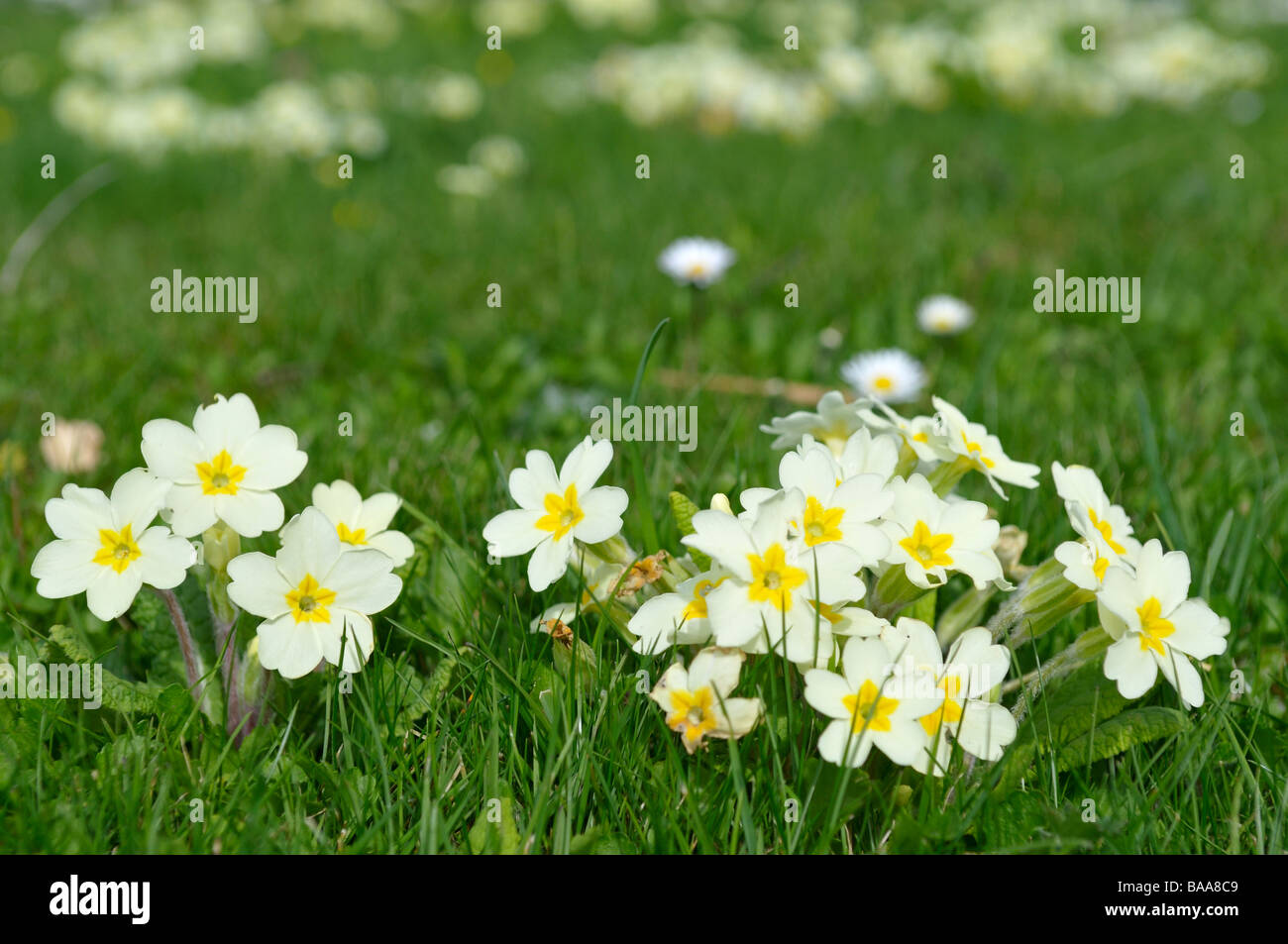Group of primrose Primula vulgaris windflowers Stock Photo
