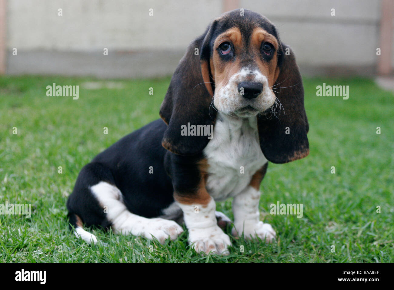 A basset Hound puppy sits on grass Stock Photo