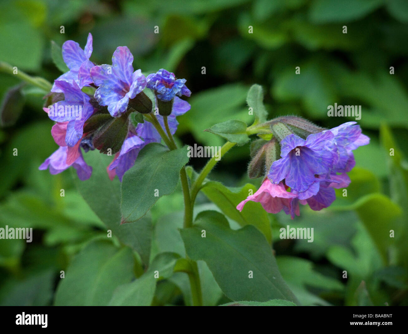 Pulmonaria obscura Stock Photo Alamy