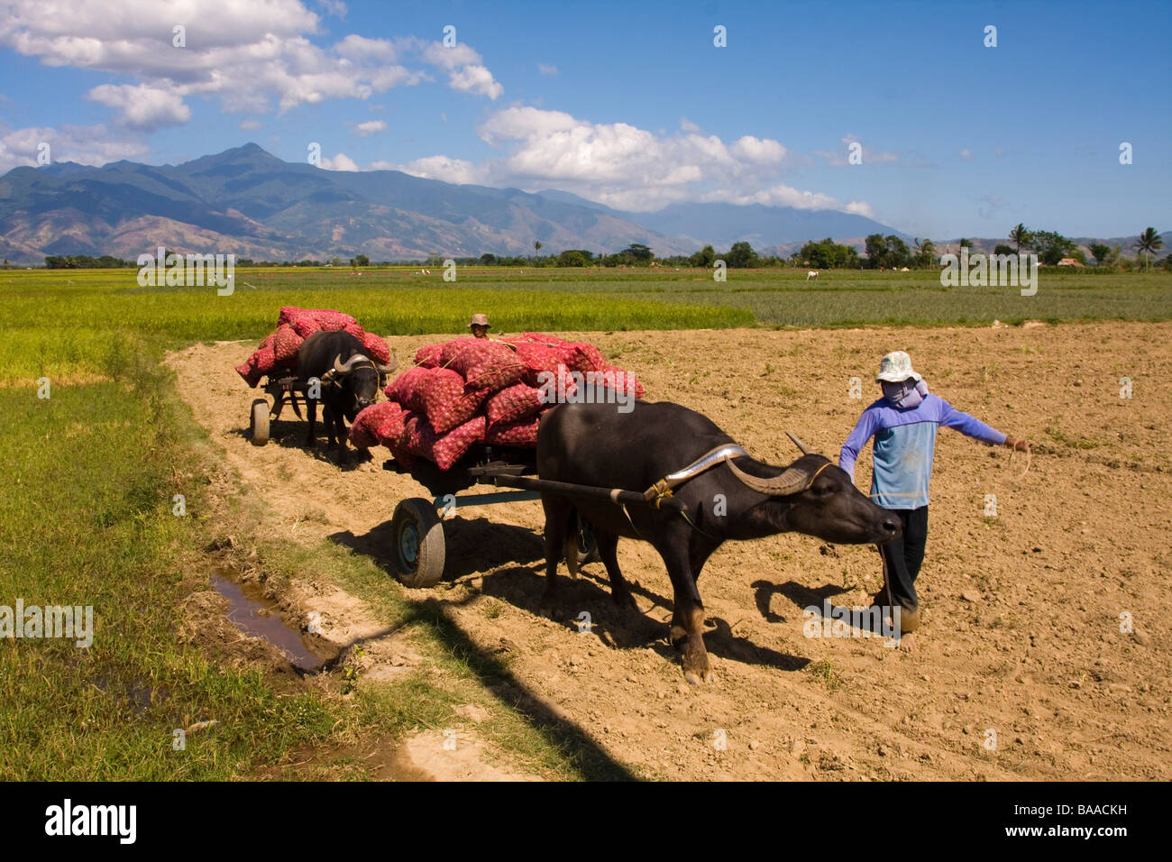 A farmer leading a farm animal pulling a load of harvested onions Stock Photo