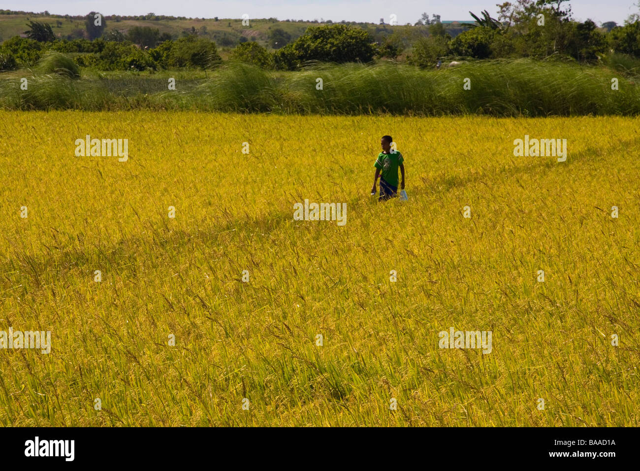Boy field crops agriculture hi-res stock photography and images - Alamy