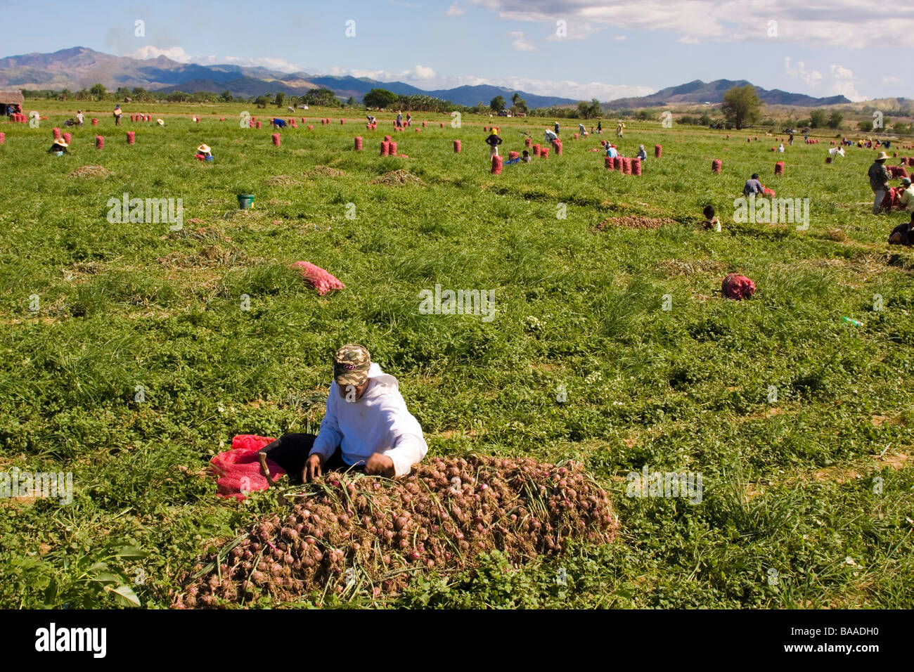 Harvesting onion bulbs in Northern Luzon, Philippines Stock Photo Alamy