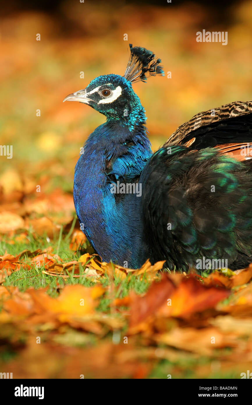 A male peacock Pavo cristatus country park north lincolnshire england great britain Stock Photo