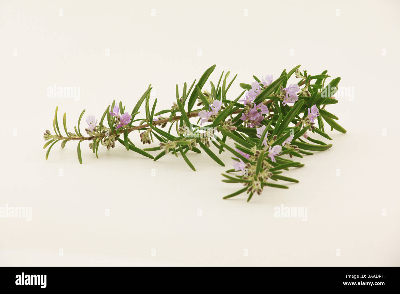 Rosemary sprigs with flowers in a plain background. Stock Photo