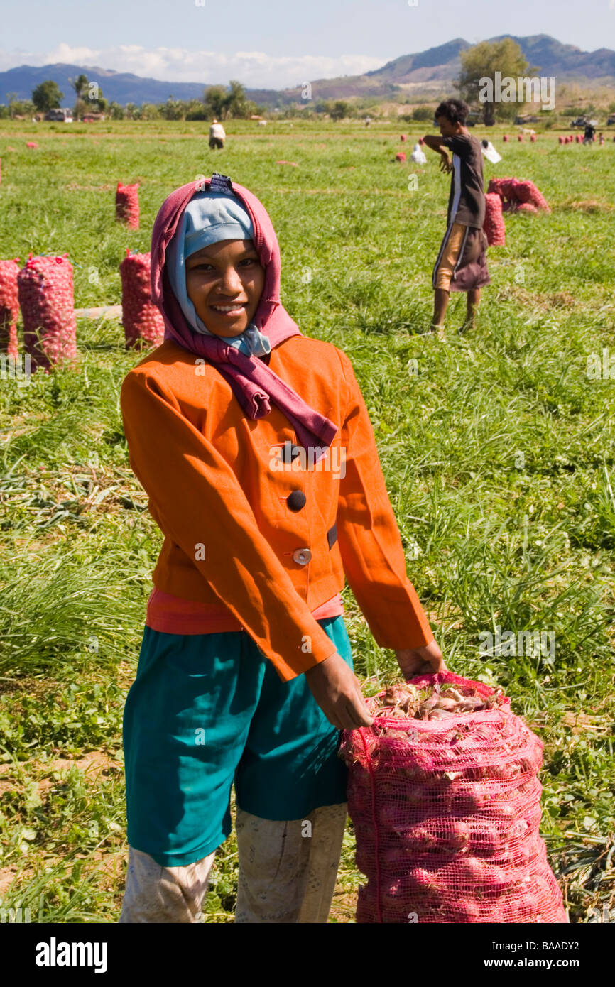 Harvesting onion bulbs in Northern Luzon, Philippines Stock Photo Alamy