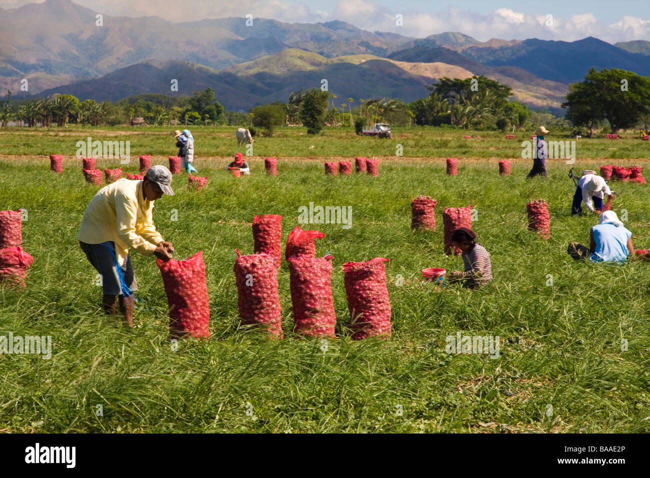 Harvesting onion bulbs in Northern Luzon, Philippines Stock Photo Alamy