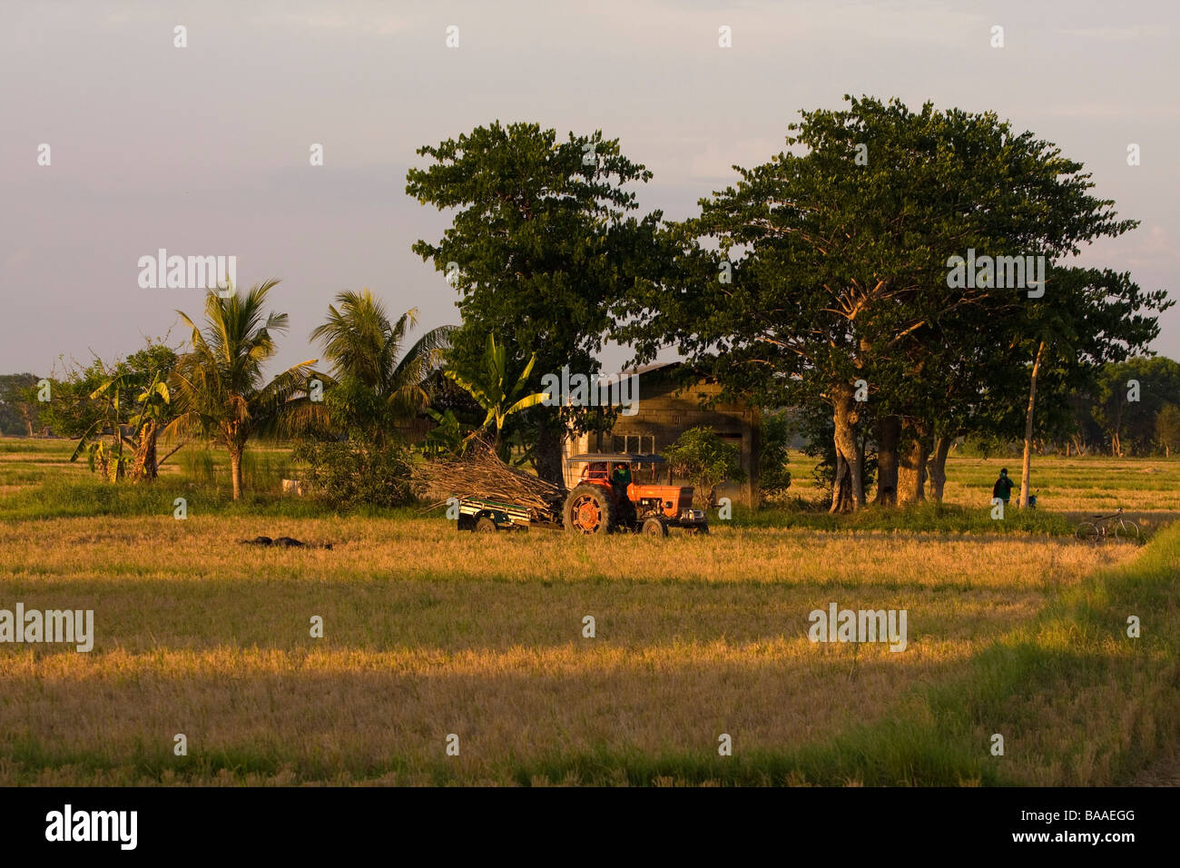 An old tractor in a rice farm in the Philippines Stock Photo
