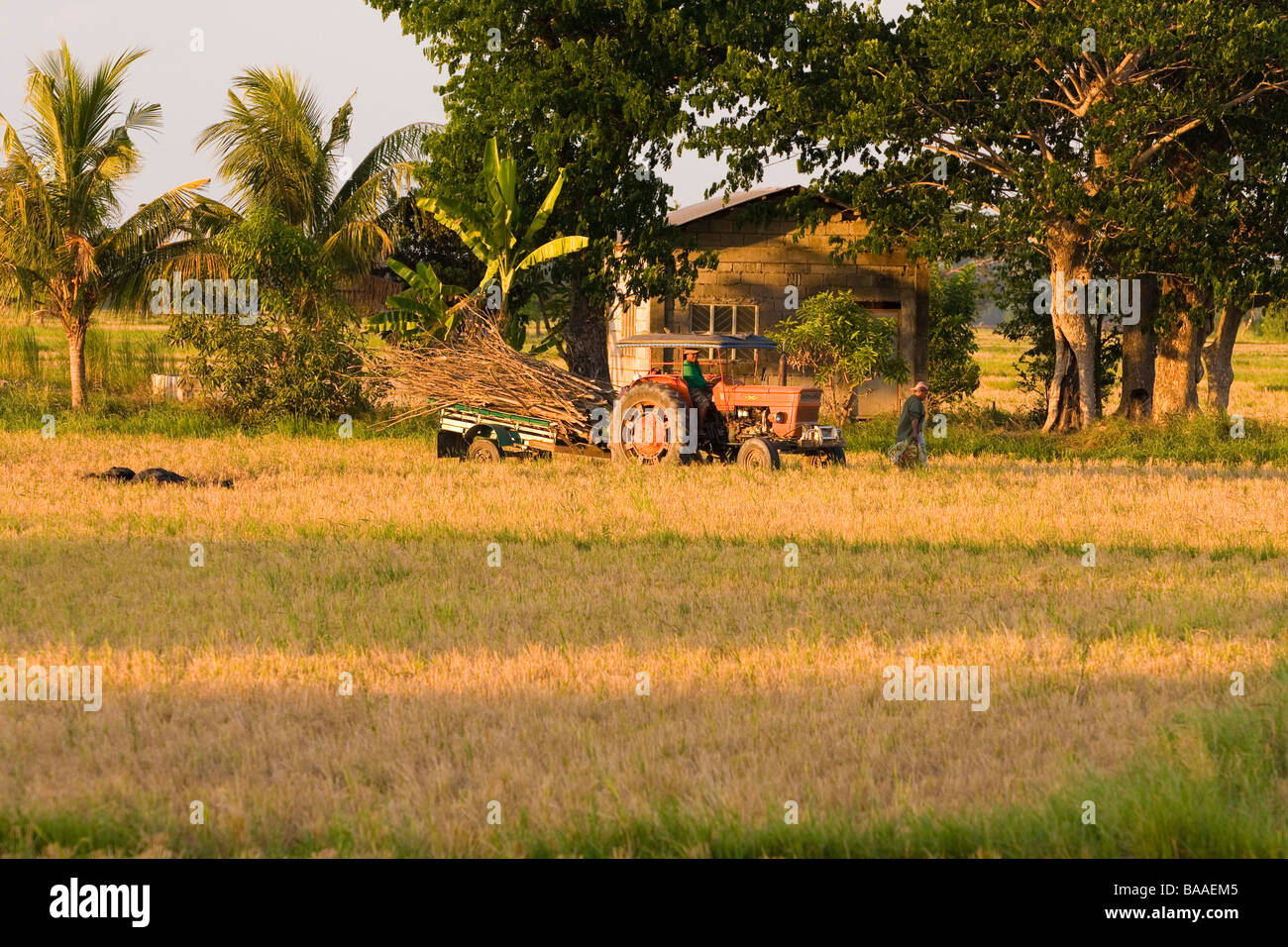 An old tractor in a rice farm in the Philippines Stock Photo