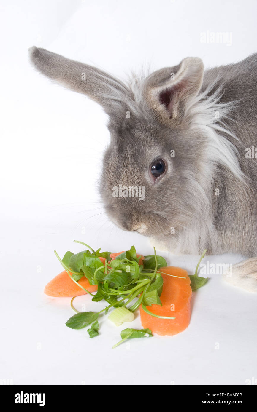 young grey lionhead cross rabbit eating vegetables Stock Photo Alamy