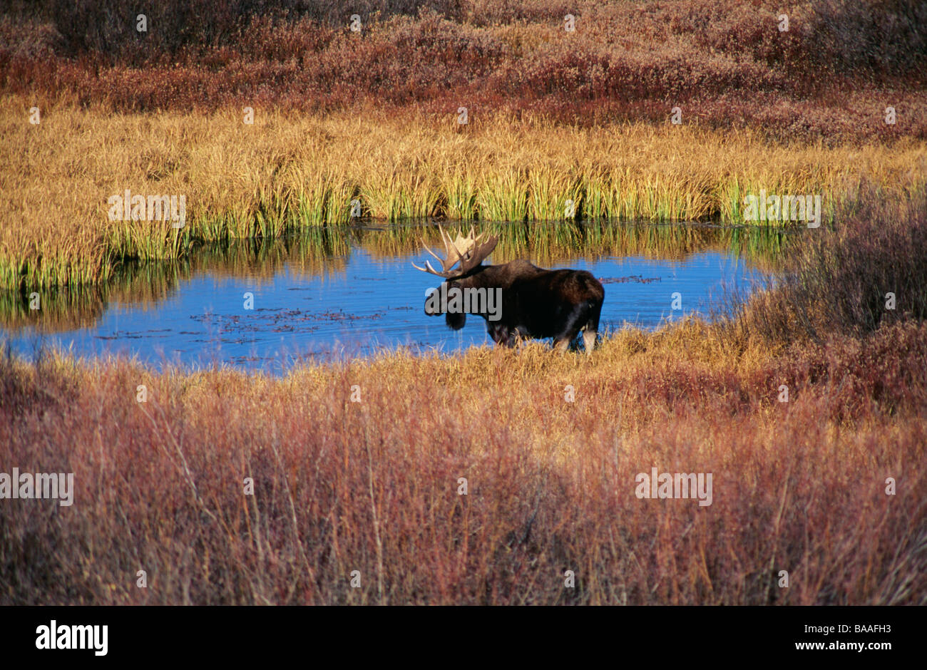 Elk standing by pond Stock Photo