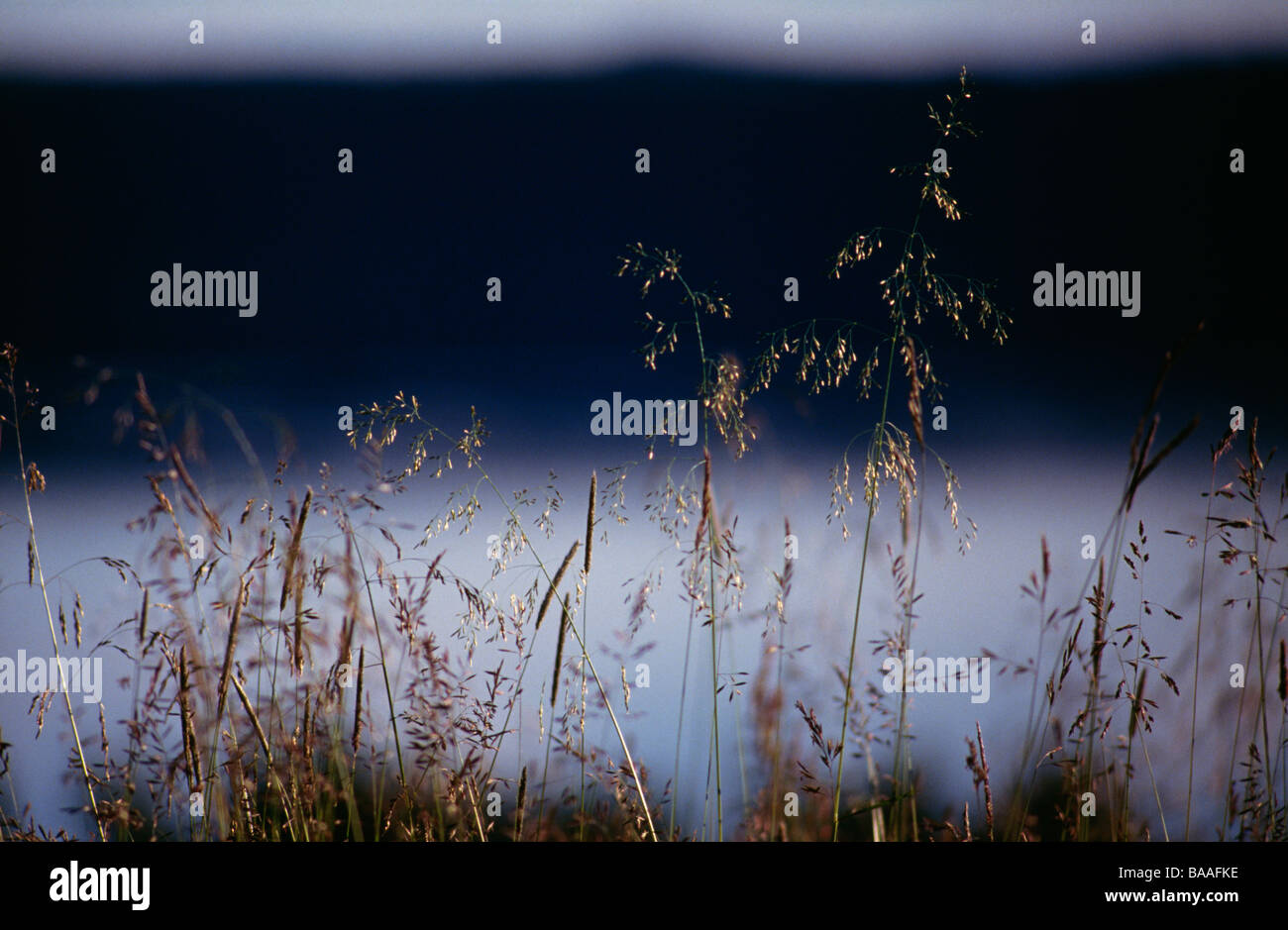Plants on field hi-res stock photography and images - Alamy
