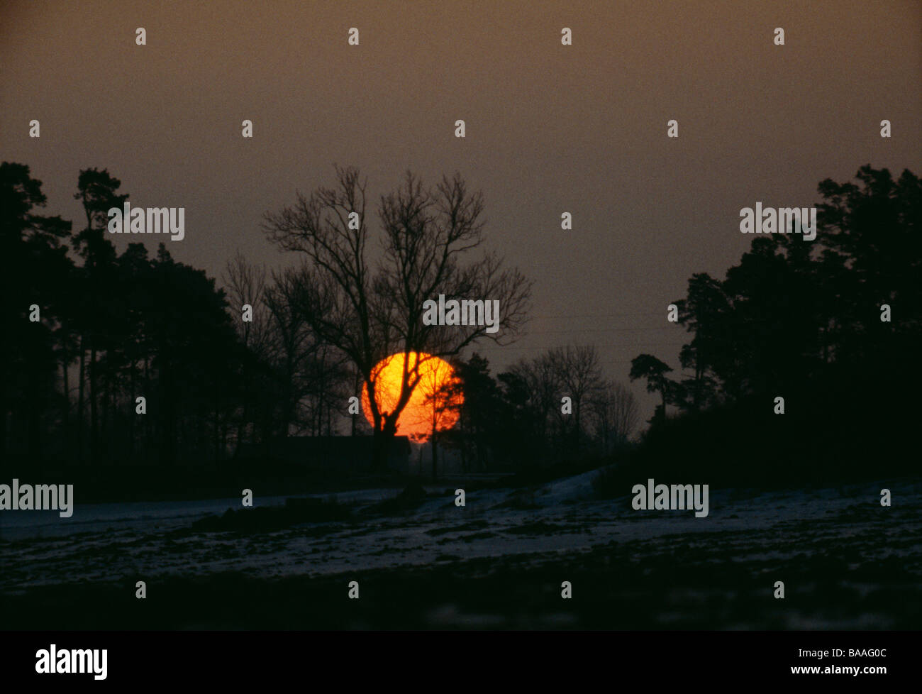 Silhouette of trees at sunset Stock Photo - Alamy