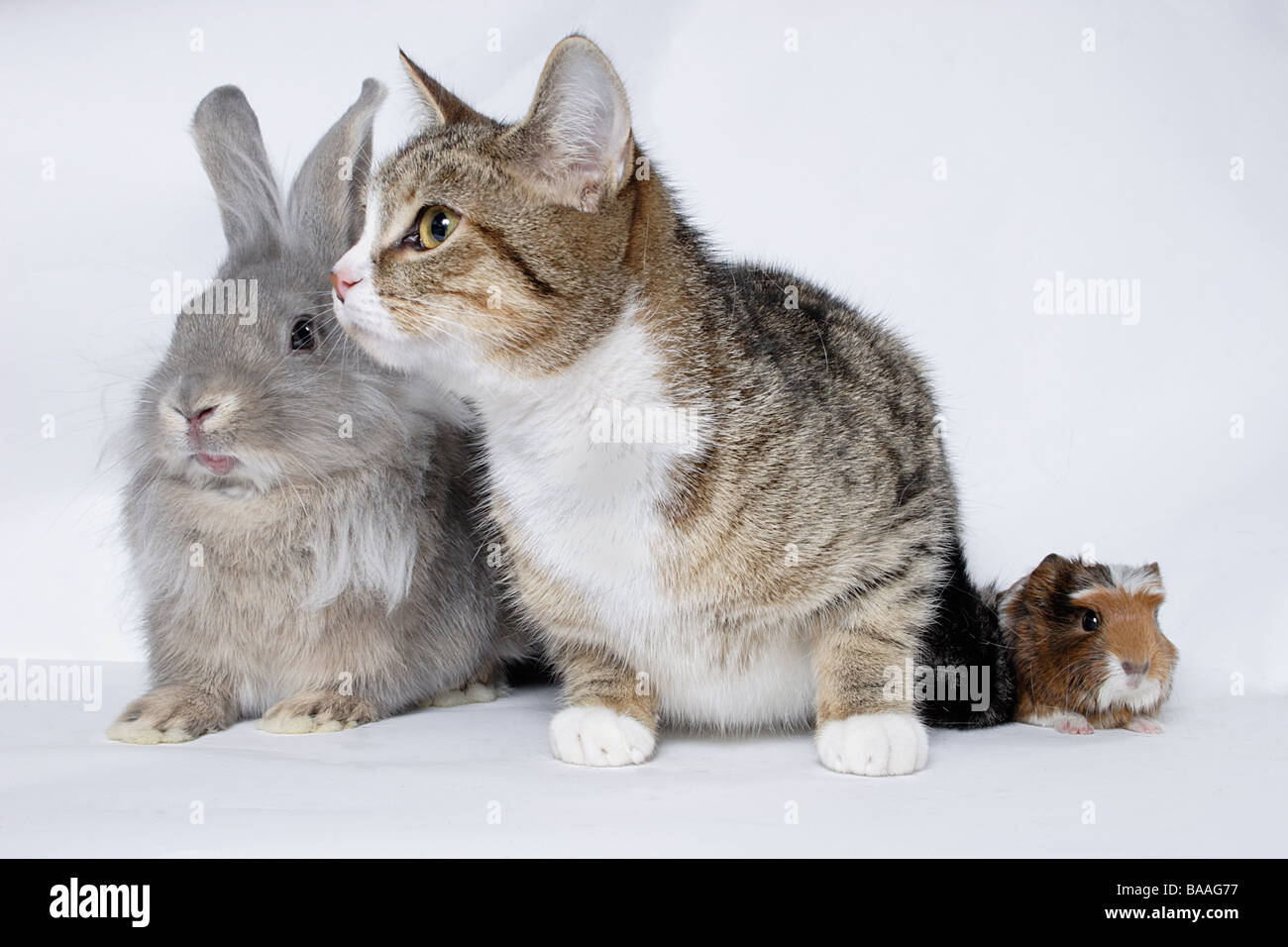 portrait of young cross lionhead dutch rabbit tabby kitten and baby