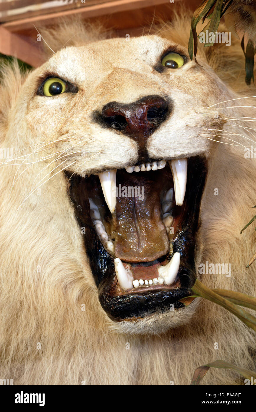 Lion head in a Victorian glass display case Stock Photo