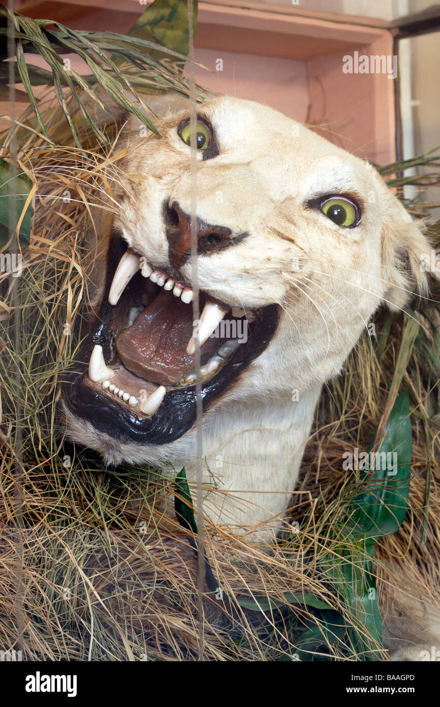 Lioness head in a Victorian glass display case Stock Photo