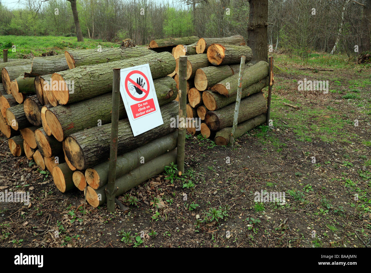 Stack of logs. Norsey Wood, Billericay, Essex, England, UK. Stock Photo