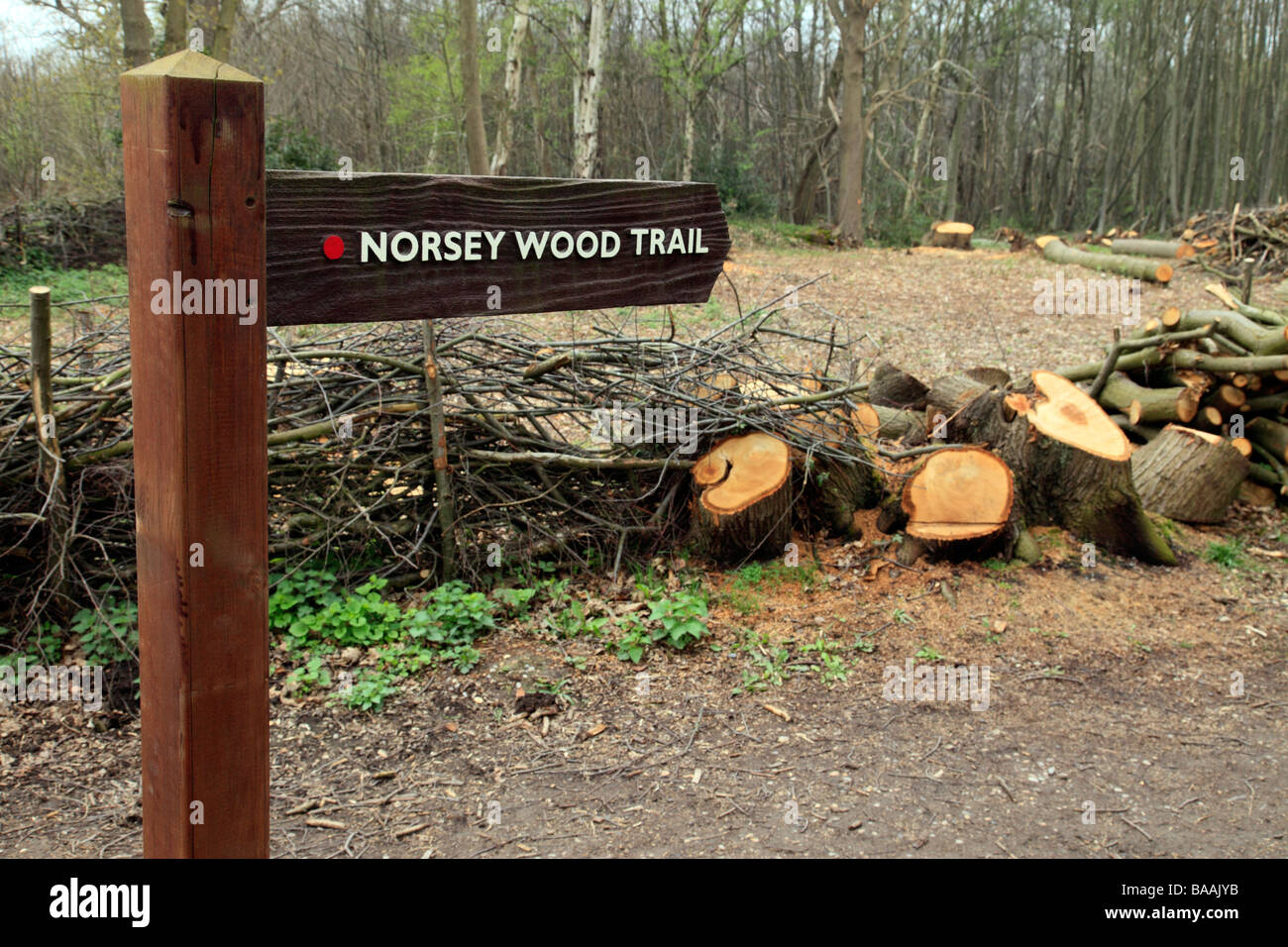 Norsey wood trail, Billericay, Essex, England, UK Stock Photo Alamy