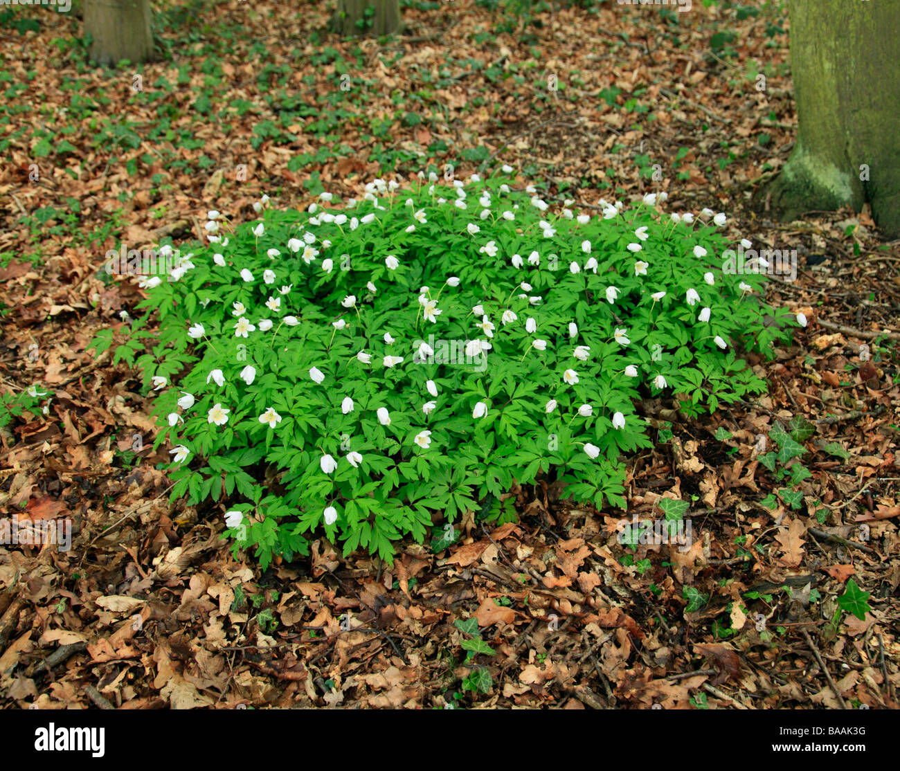 Wood anemones nemorosa. Norsey Wood, Billericay, Essex, England, UK. Stock Photo