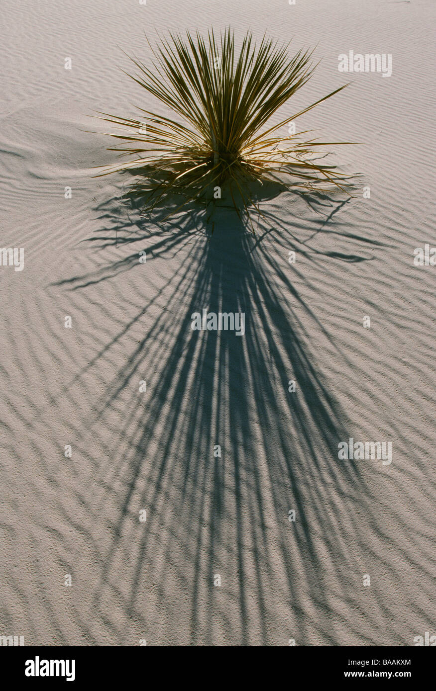 Plant of desert hi-res stock photography and images - Alamy