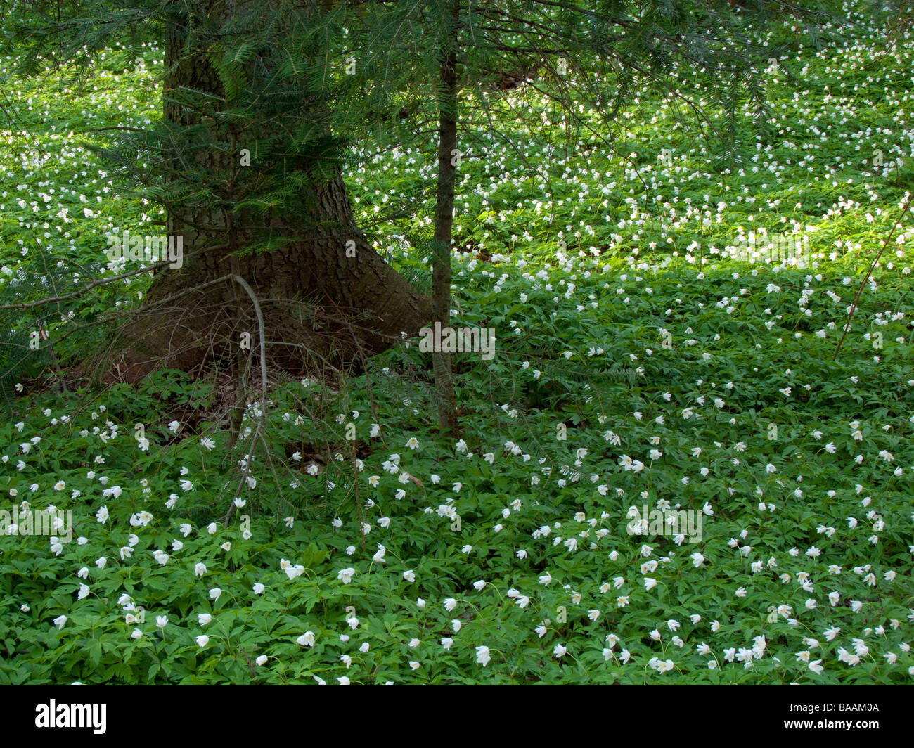 Anemone nemorosa ( windflower, thimbleweed, smell fox ) Stock Photo