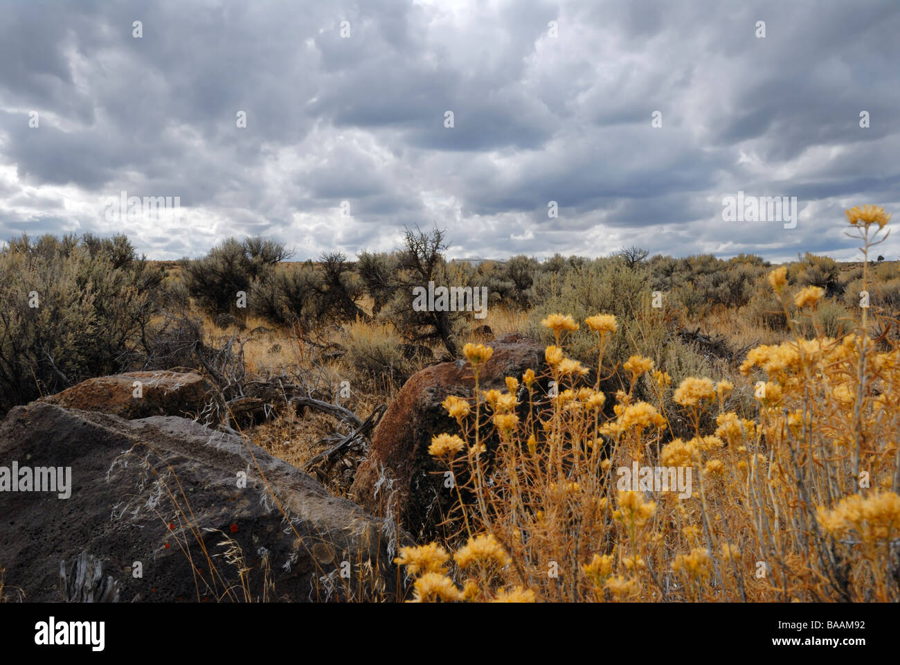 The state of Oregon's high desert countryside with sagebrush, Artemisia tridentata, in bloom, with storm clouds. USA. Stock Photo