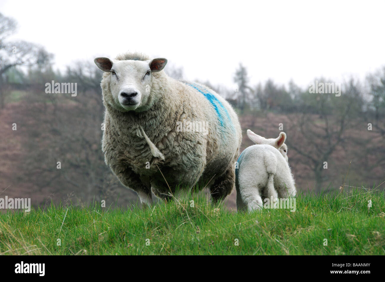 A ewe and her lamb in a meadow in Beamsley Stock Photo