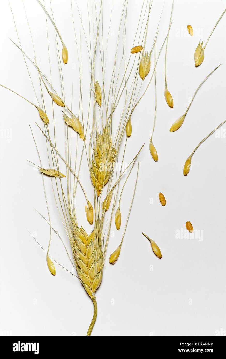 Wheat stem Stock Photo