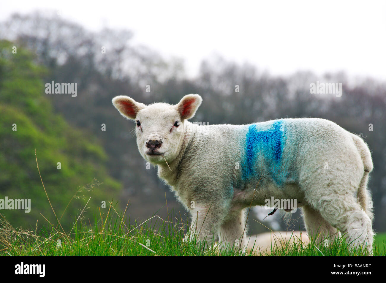 A lamb in a meadow in Beamsley Stock Photo