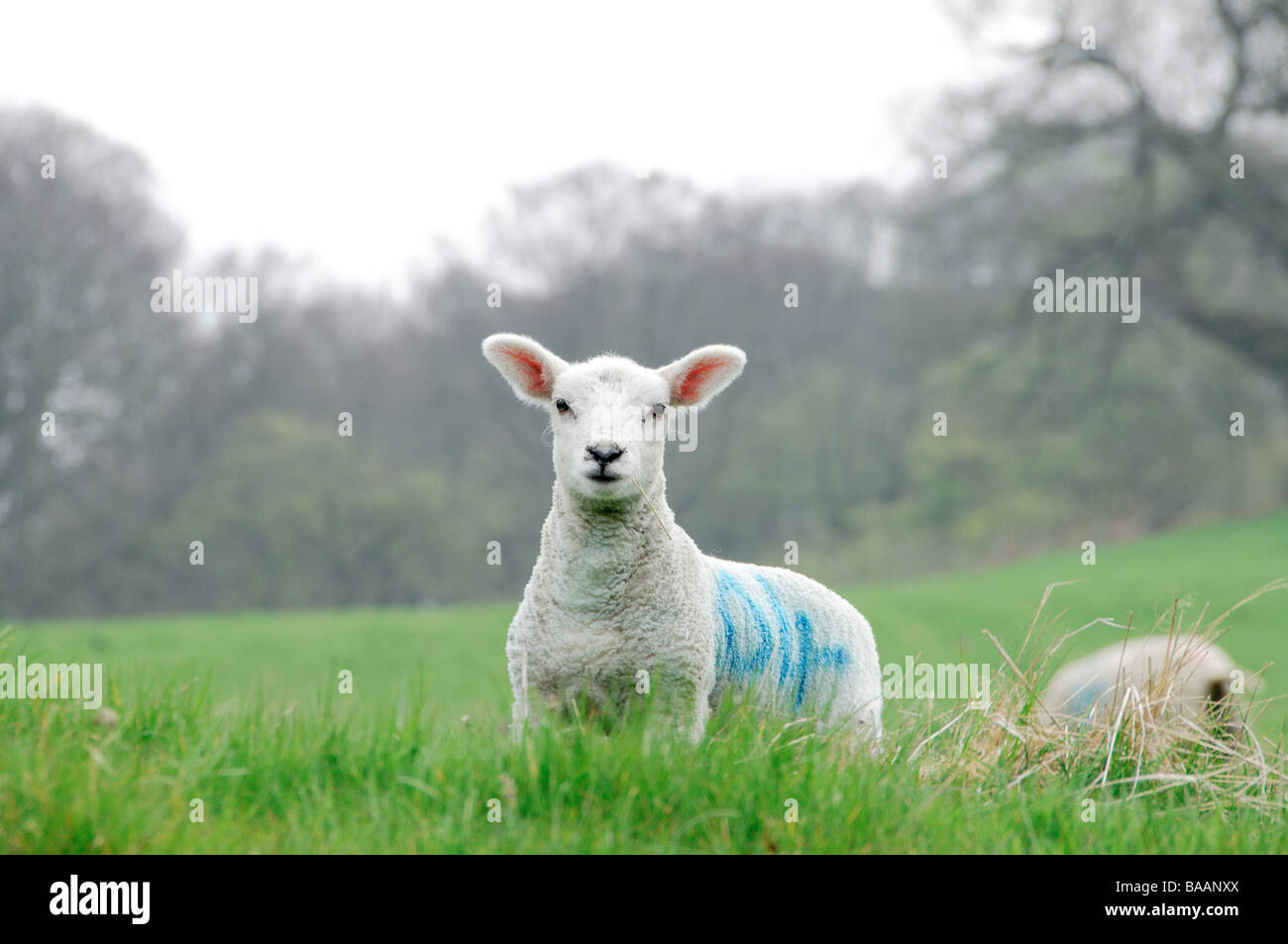 A lamb in a field in Beamsley, nr 4 Stock Photo