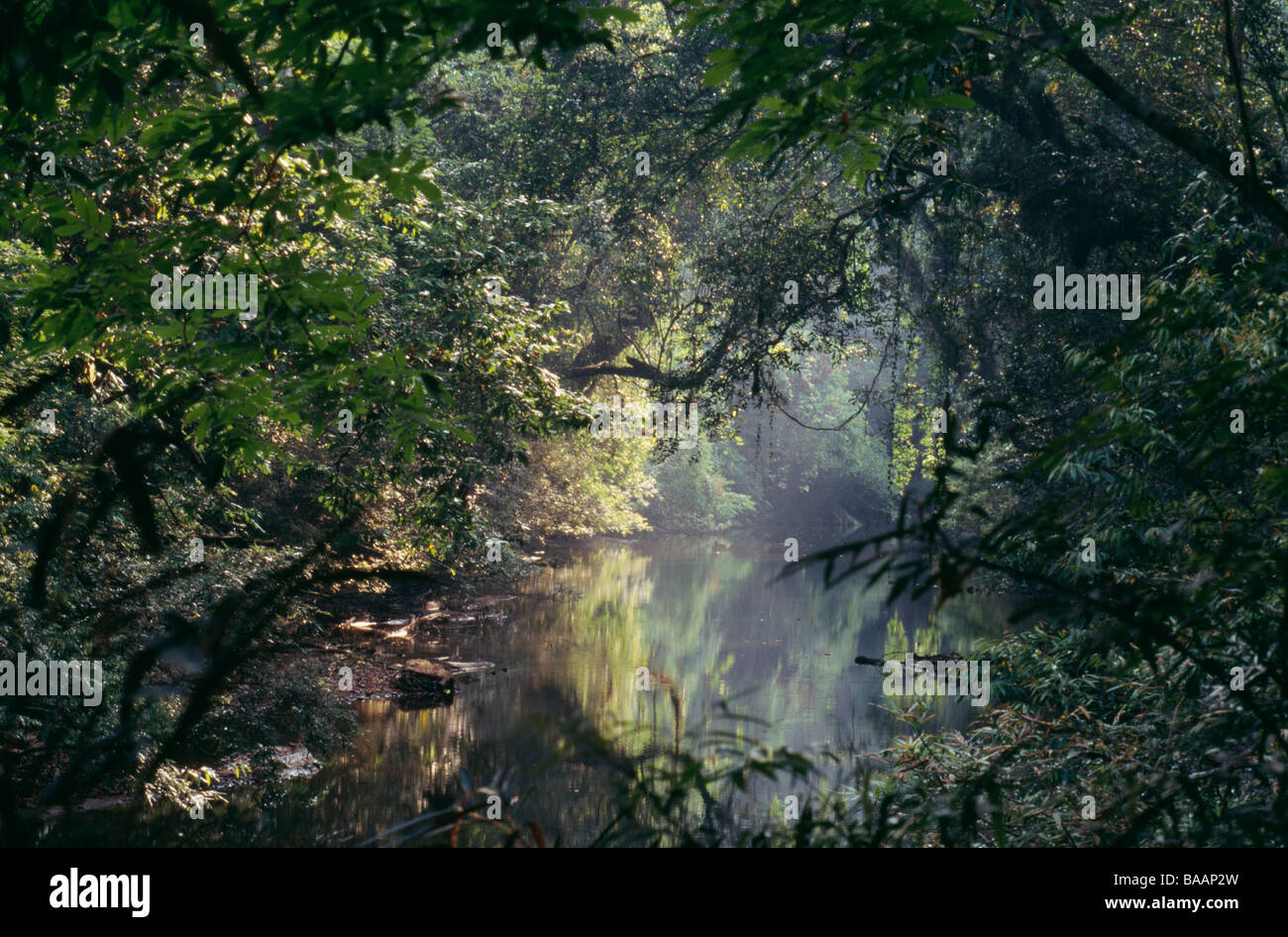 Peaceful lake surrounded trees hi-res stock photography and images - Alamy