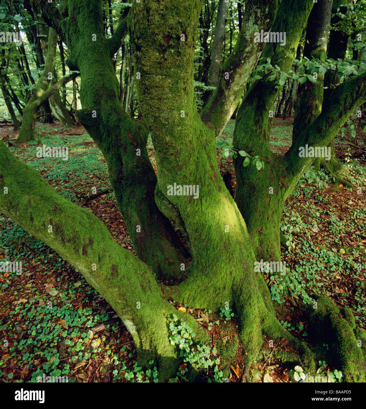 Covering tree trunks hi-res stock photography and images - Alamy