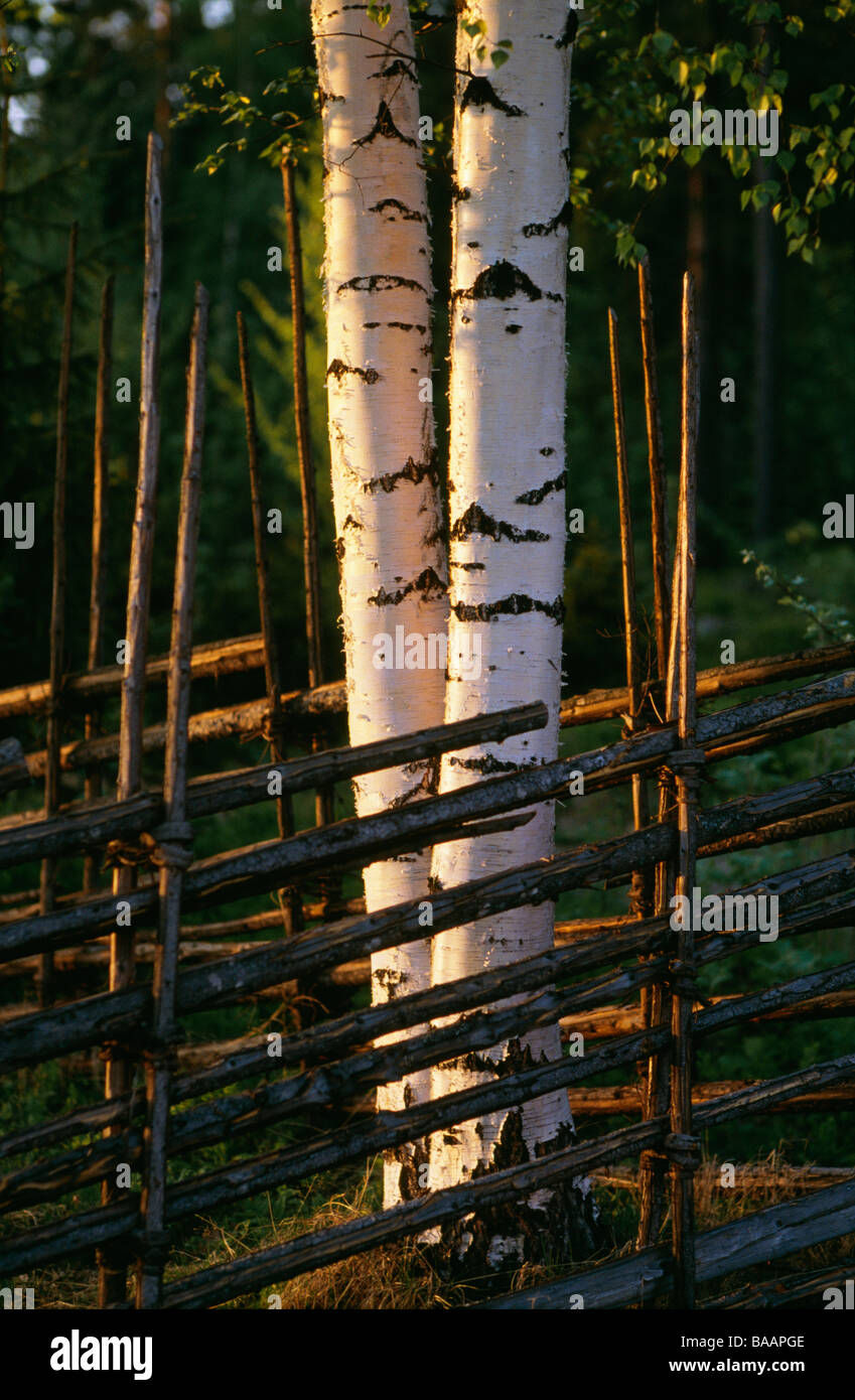Tree On Rails Trees amid wooden railings Stock Photo - Alamy