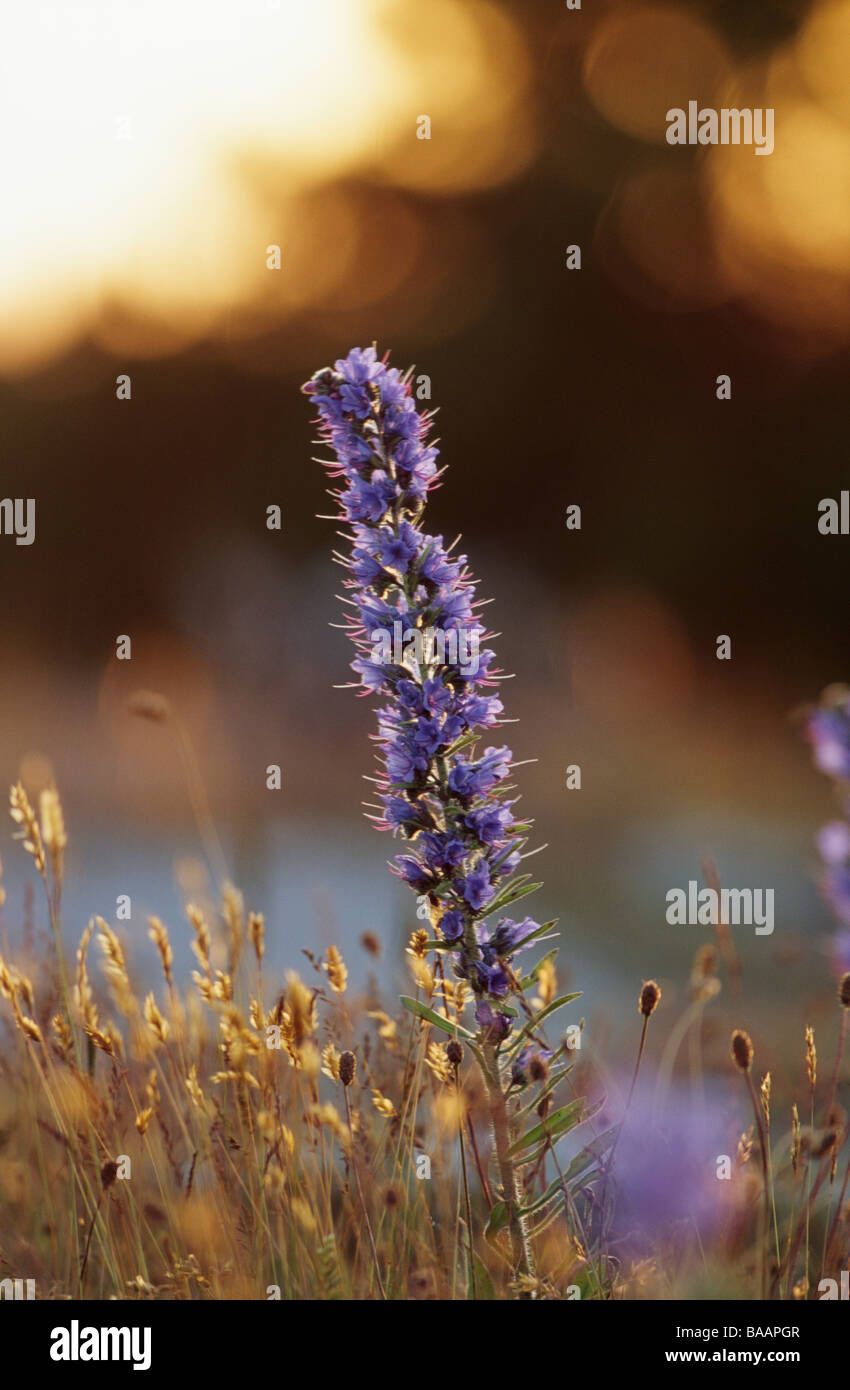 Flower purple vipers grass hi-res stock photography and images - Alamy