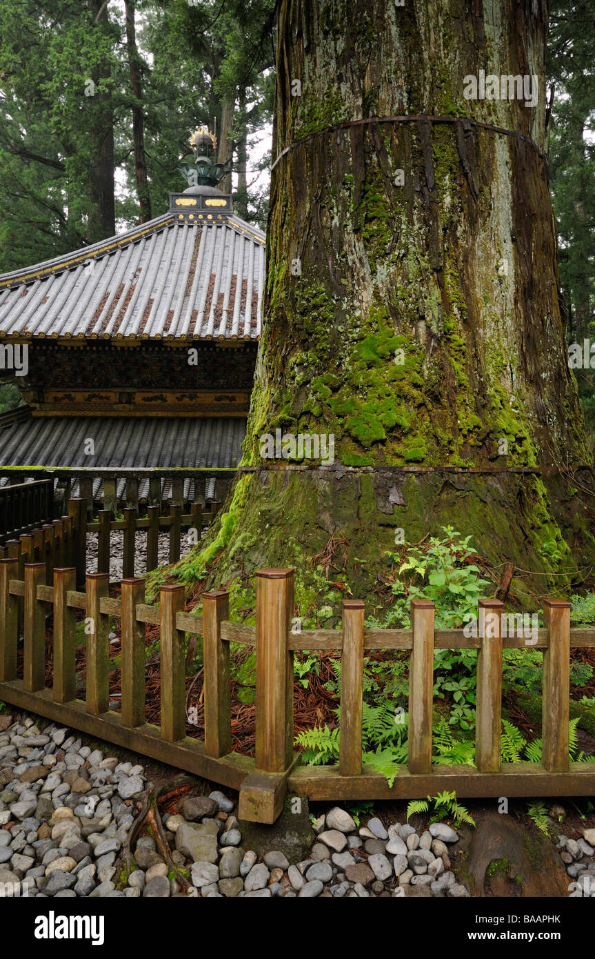 Kouyamaki Big Black Pine And Small Shrine Called Uchibansho Tosho Gu Shinto Shrine Complex Nikko Tochigi Prefecture Japan Stock Photo Alamy