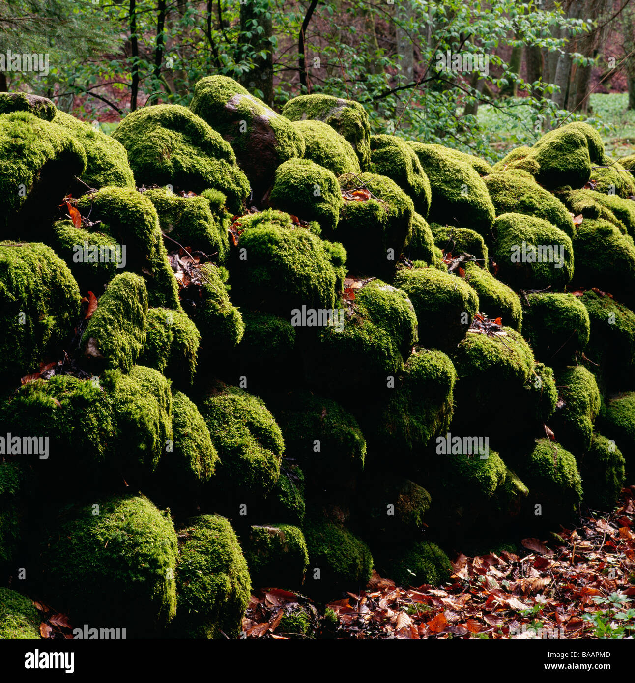 Rocks covered with moss Stock Photo - Alamy