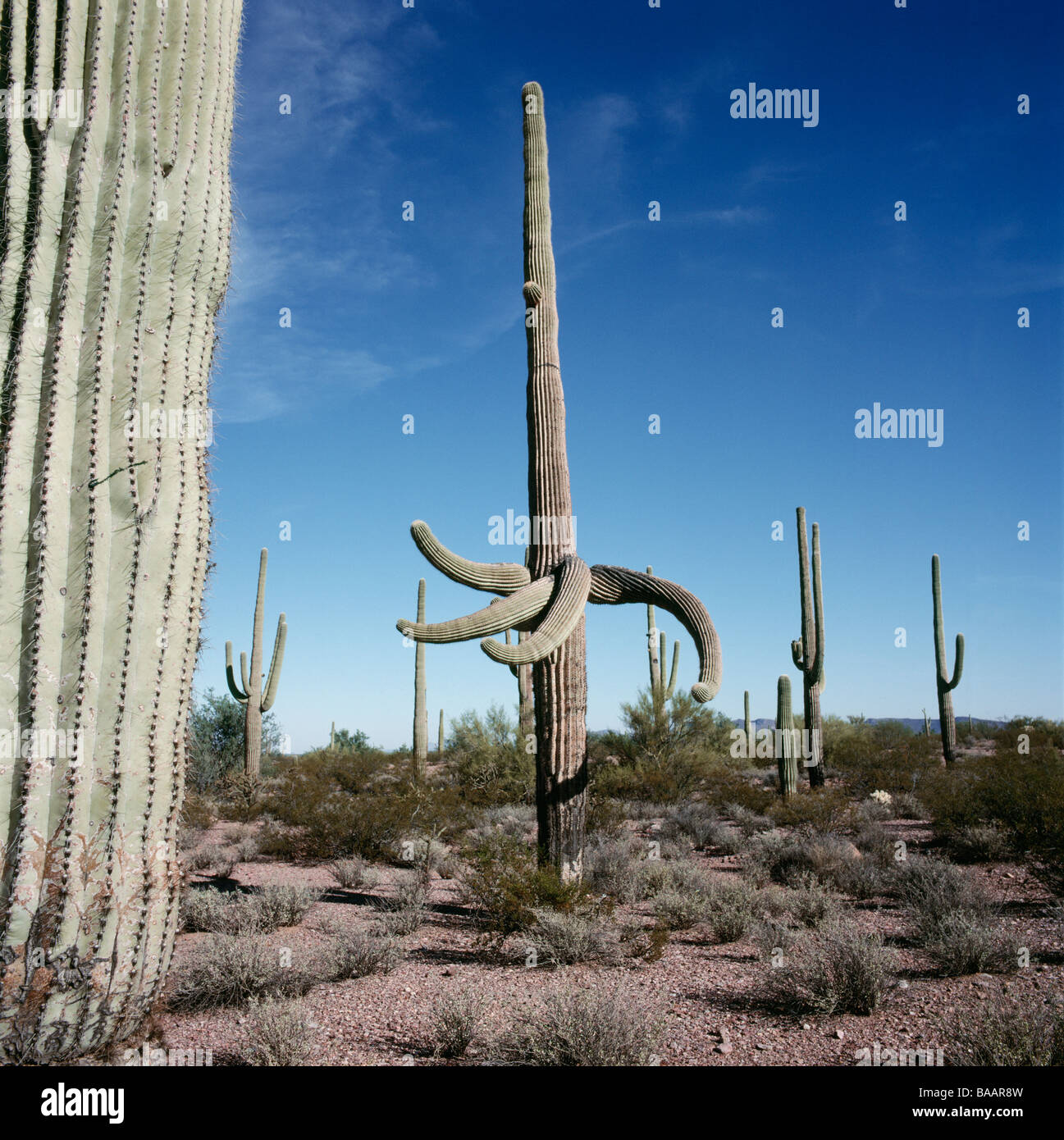 Cactus plants in desert closeup Stock Photo Alamy