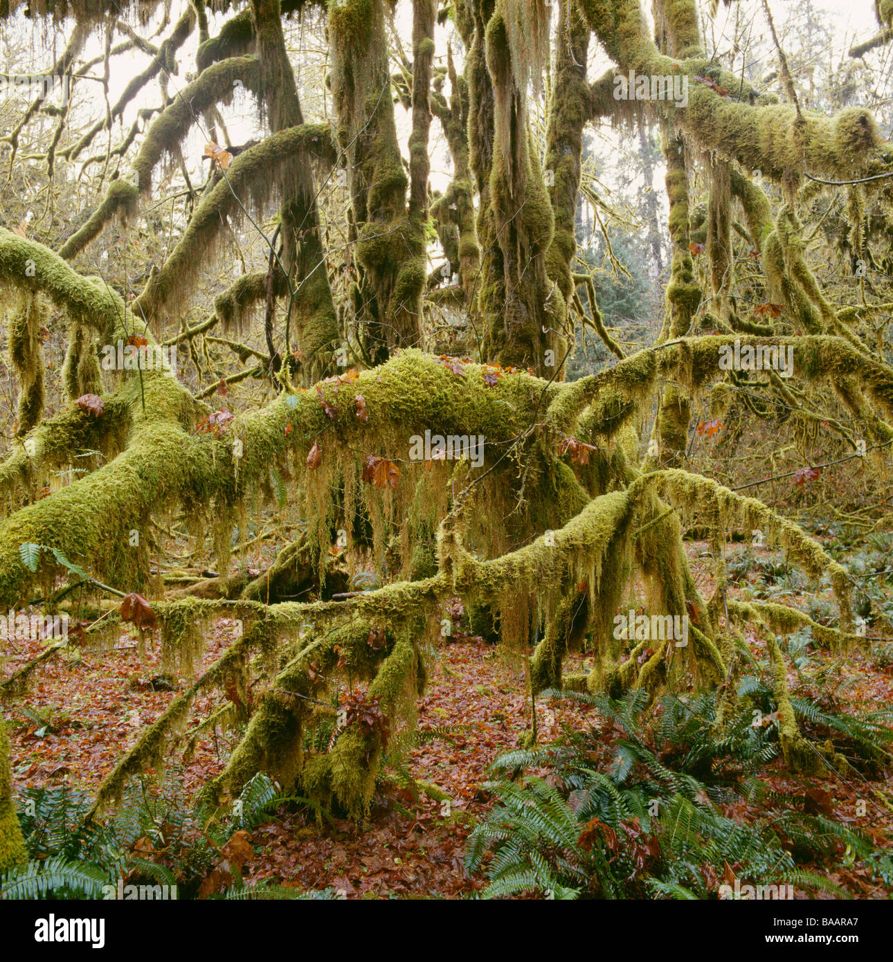Moss grown on tree branches Stock Photo