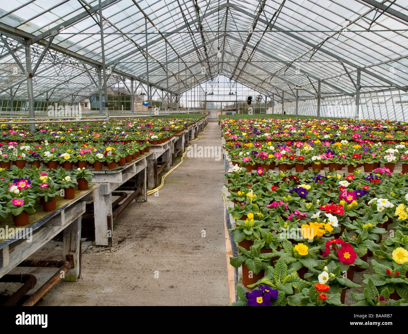 commercial greenhouse primula acaulis primrose Stock Photo