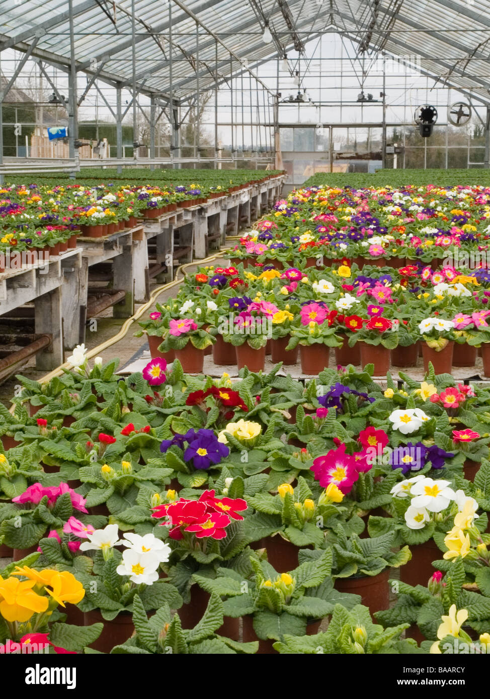 commercial greenhouse primula acaulis primrose Stock Photo