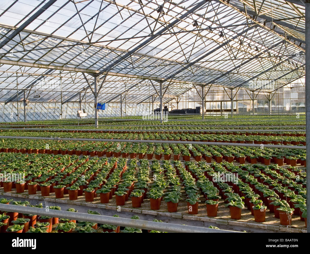 commercial greenhouse bedding plants Stock Photo